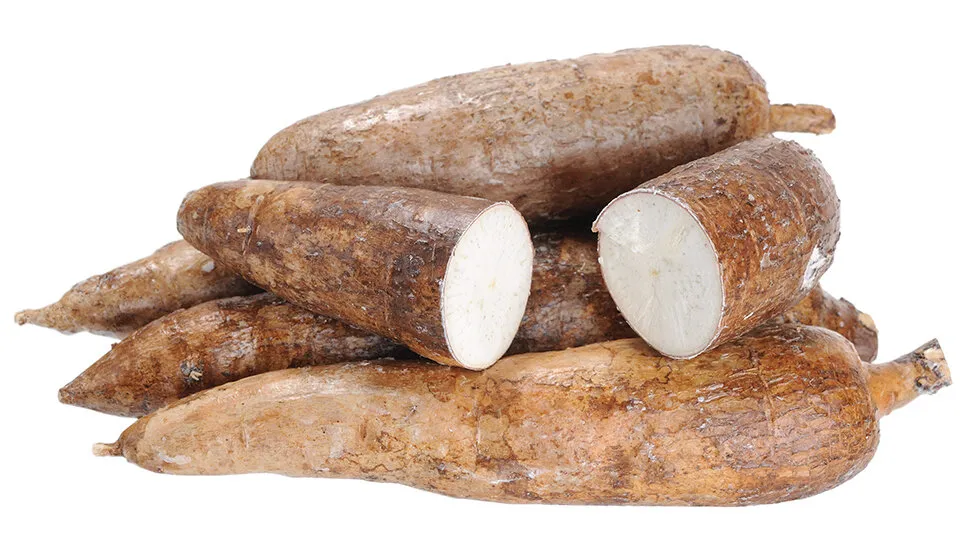 Carbohydrate Content in Yuca